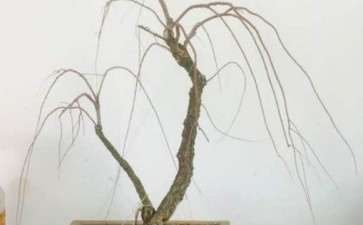 我的柽柳下山桩 才上盆 可以吗 图片