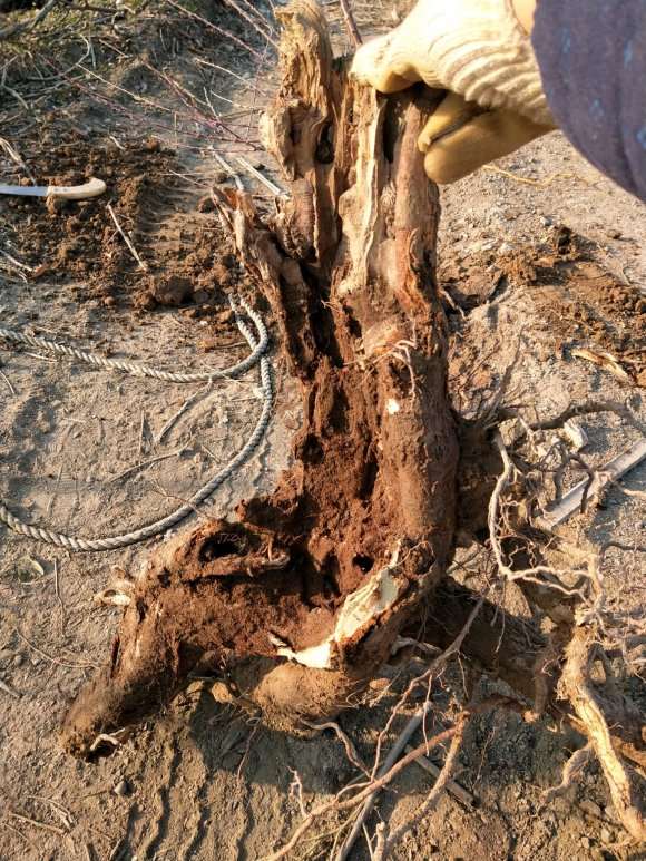 1棵柽柳朽木下山桩 大家看看怎么样