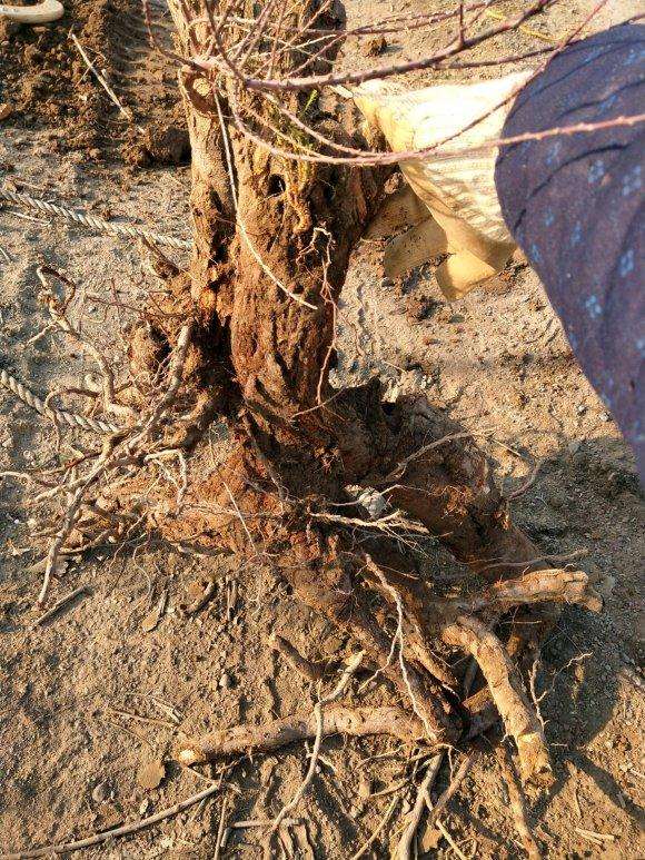1棵柽柳朽木下山桩 大家看看怎么样