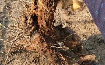 1棵柽柳朽木下山桩 大家看看可以吗