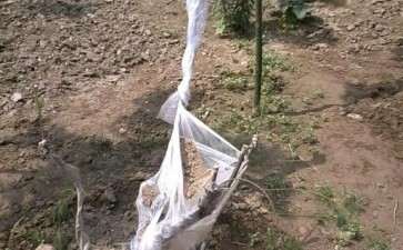 挖了3棵柽柳下山桩 都能成活吗 图片