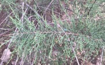 这个是柽柳下山桩吗 想做盆景 图片