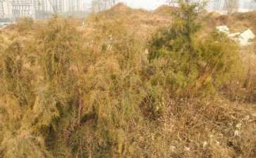 我们这好多柽柳下山桩 可以吗 图片