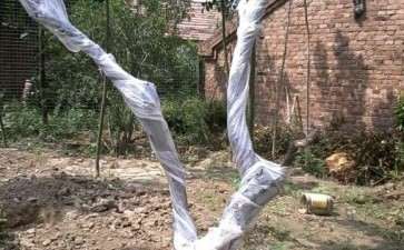 柽柳下山桩怎么栽培的问题 图片