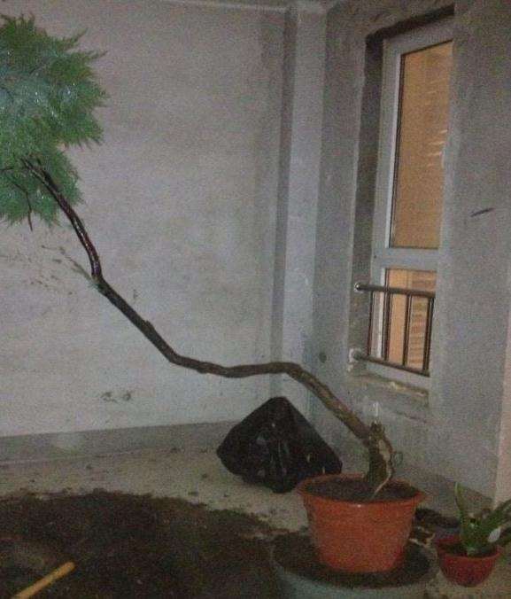 柽柳下山桩 大家看看能活不