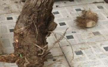 柽柳下山桩 大家看看能活不 图片