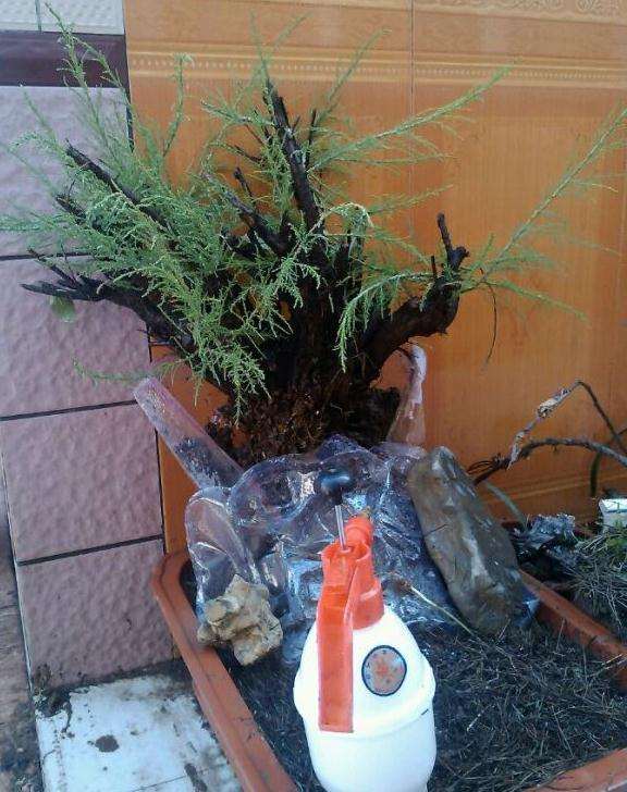 柽柳下山桩刚上盆