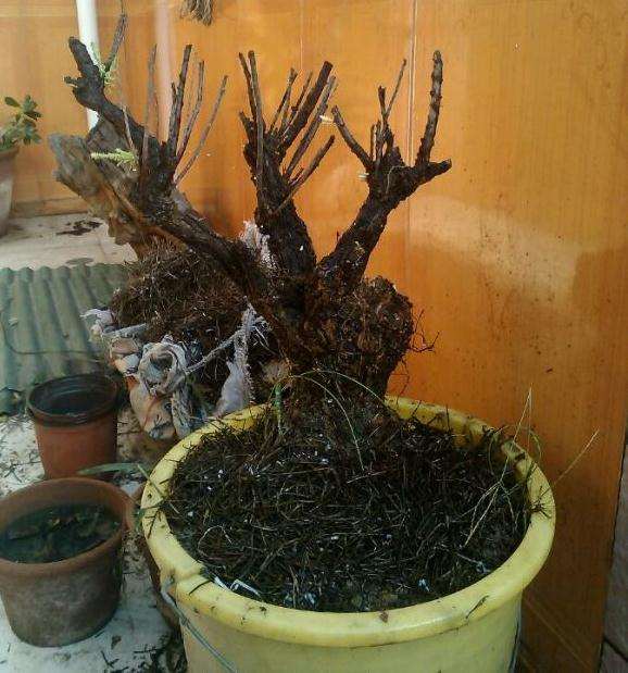 柽柳下山桩刚上盆