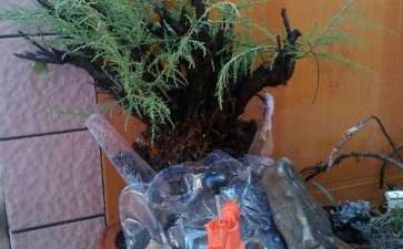 柽柳下山桩刚上盆 可以吗 图片