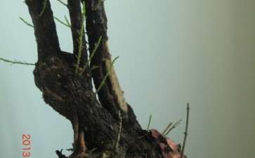 栽了2周的柽柳下山桩发芽了 可以吗