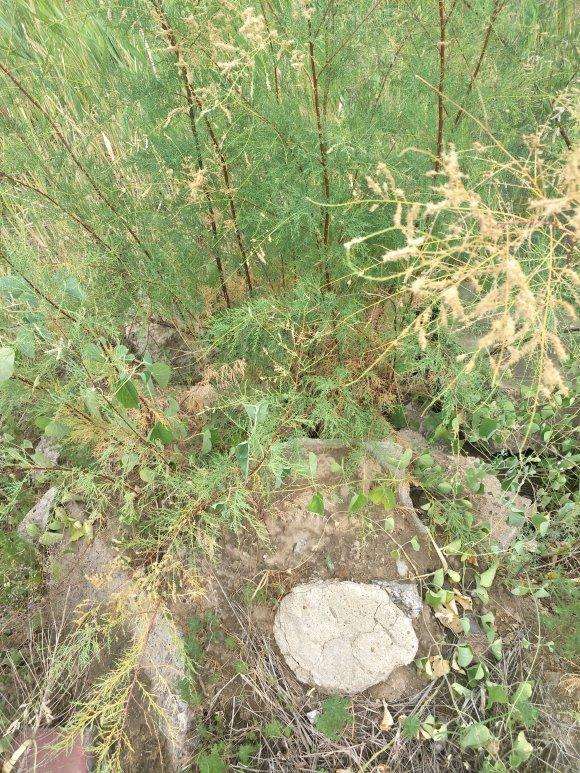 小型柽柳下山桩怎样培养