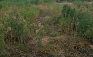 小型柽柳下山桩怎样培养 一片都是 图片