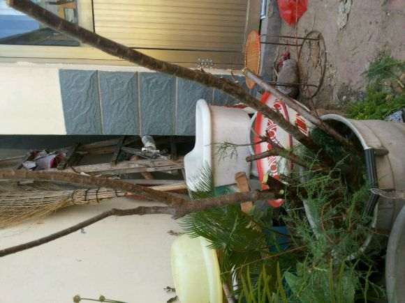 刚挖的柽柳下山桩