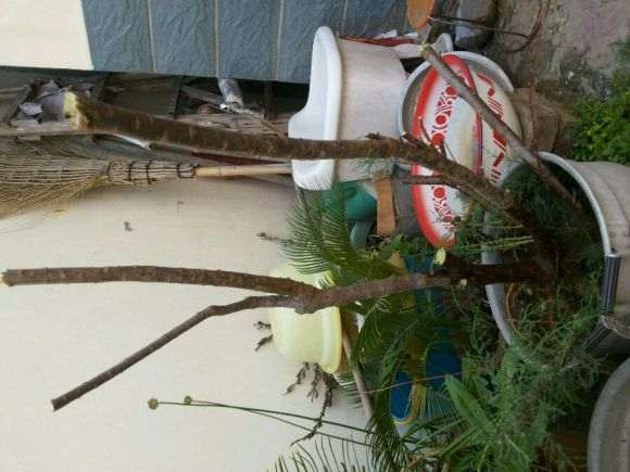 刚挖的柽柳下山桩