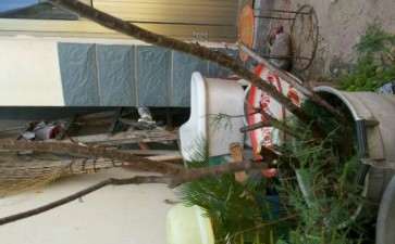 刚挖的柽柳下山桩 可以吗 图片