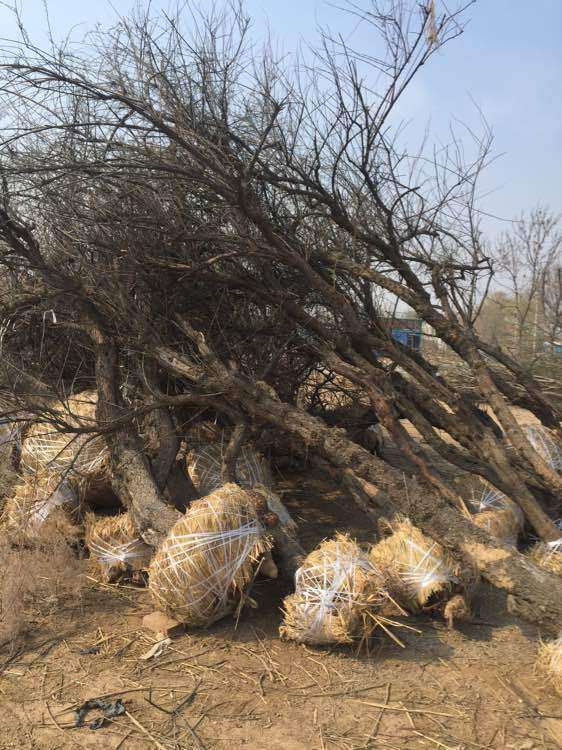 谁有比较大的柽柳下山桩