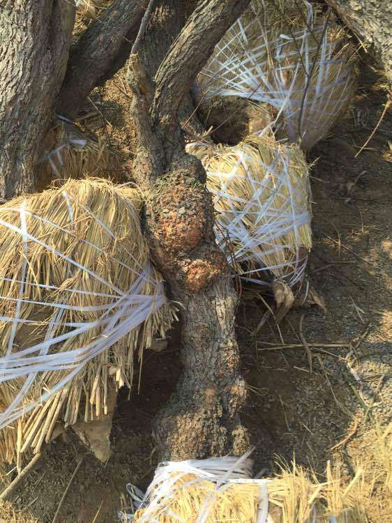 谁有比较大的柽柳下山桩