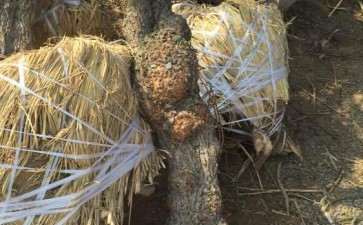 谁有比较大的柽柳下山桩 图片