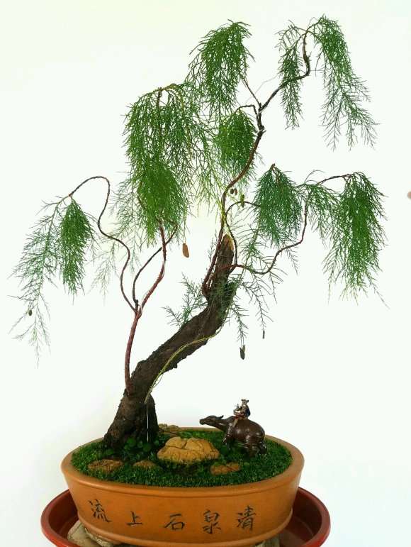 室内怎么养护柽柳盆景的方法 图片