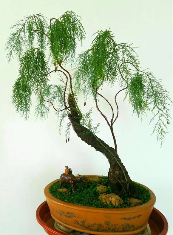 室内怎么养护柽柳盆景的方法 图片