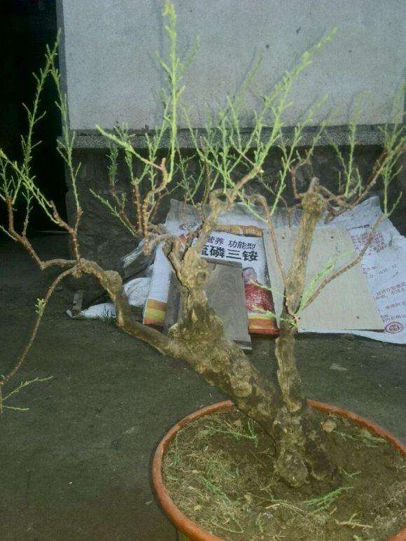 去年上盆的柽柳下山桩开花了