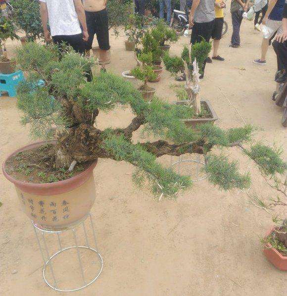 柽柳下山桩 花市看到的