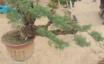 柽柳下山桩 花市看到的 要价3800元