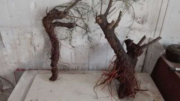 怪柳下山桩怎么上盆的过程