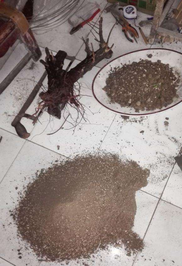 怪柳下山桩怎么上盆的过程