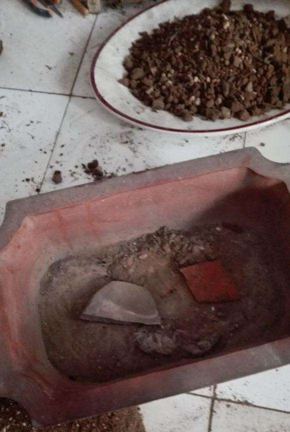 怪柳下山桩怎么上盆的过程