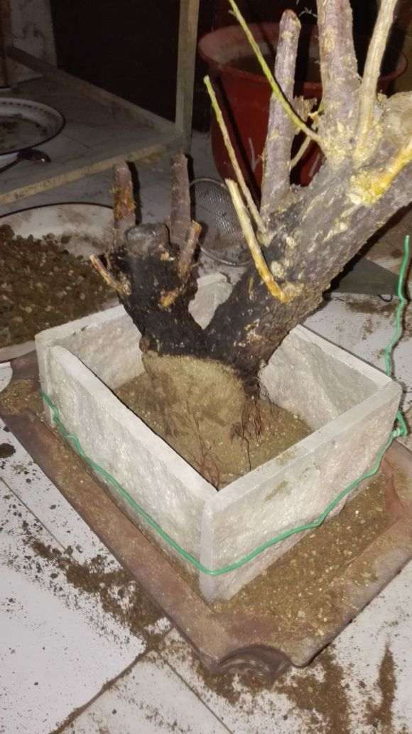 怪柳下山桩怎么上盆的过程