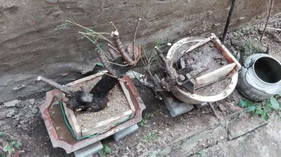 怪柳下山桩怎么上盆的过程