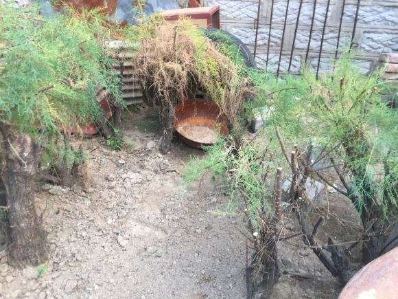 柽柳下山桩生桩怎么种植的方法