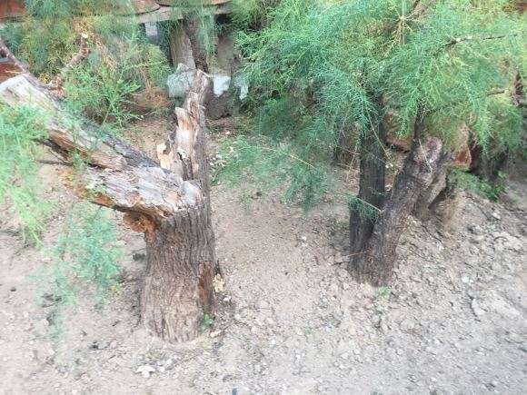 柽柳下山桩生桩怎么种植的方法