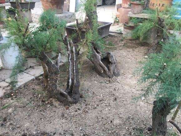 柽柳下山桩生桩怎么种植的方法