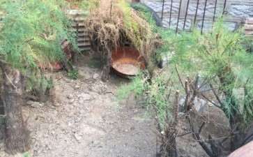 柽柳下山桩生桩怎么种植的方法 图片