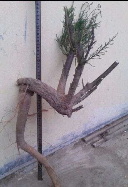 现在可以挖柽柳下山桩吗