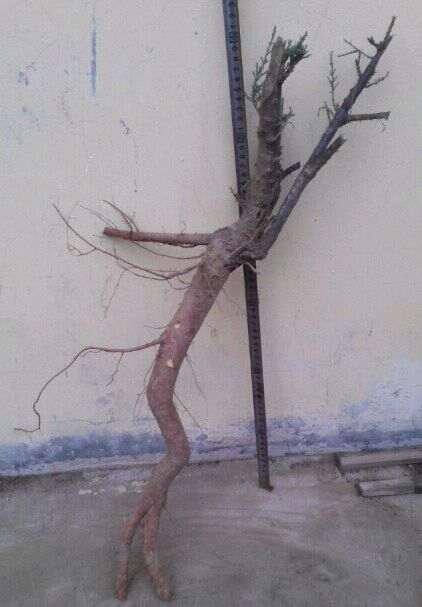 现在可以挖柽柳下山桩吗