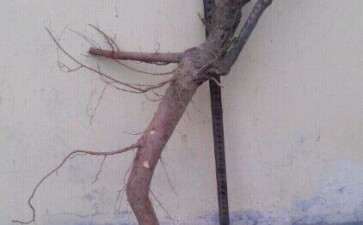 现在可以挖柽柳下山桩吗 图片