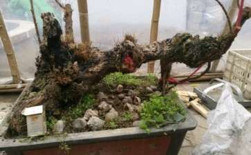 柽柳两年下山桩 帮忙设计一下 图片