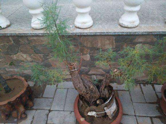 柽柳下山桩现在黄叶是什么情况