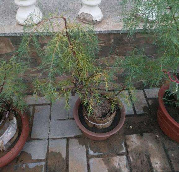 遍地是柽柳下山桩 只可惜没有大桩