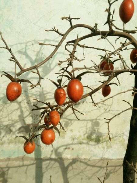 遍地是柽柳下山桩 只可惜没有大桩