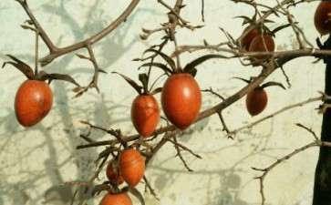 遍地是柽柳下山桩 只可惜没有大桩