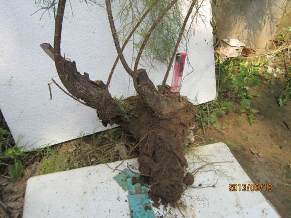 便宜出几个春天挖的柽柳下山桩熟桩