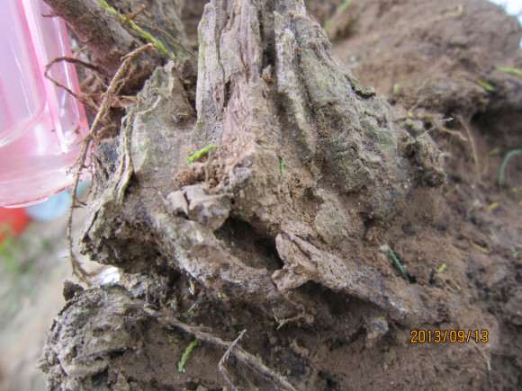 便宜出几个春天挖的柽柳下山桩熟桩