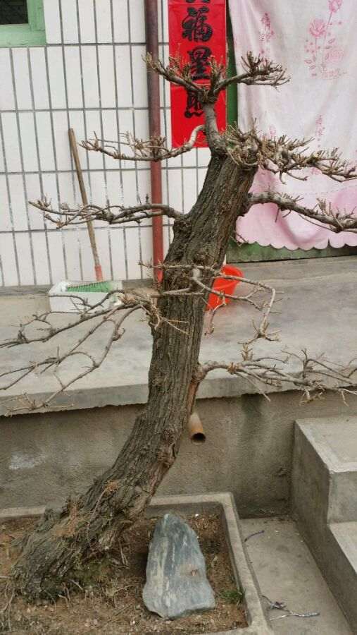 甘肃柽柳下山桩换装了