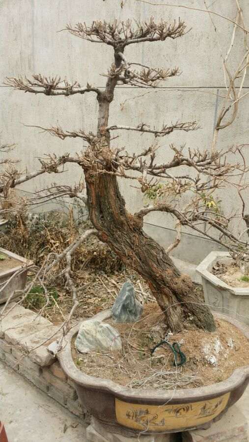 甘肃柽柳下山桩换装了