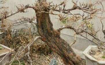 甘肃柽柳下山桩换装了 可以吗 图片