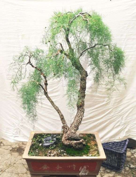 一棵柽柳盆景怎么修剪